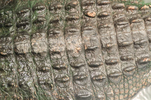 Padrão Pele Crocodilo Vivo Corpo Vivo Para Fundo Exploração Crocodilos — Fotografia de Stock