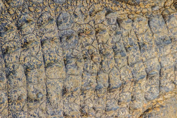 Alive crocodile skin pattern from the living body for background. Crocodile farming for breeding and raising of crocodiles in order to produce crocodile and alligator meat, leather, and other goods.