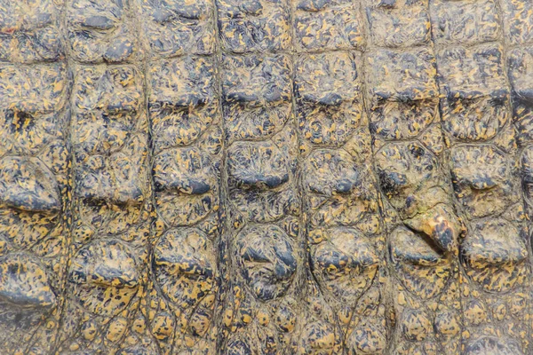 活鳄鱼皮图案以活体为背景 为生产鳄鱼肉 皮革和其他商品而养殖和饲养鳄鱼的鳄鱼养殖 — 图库照片