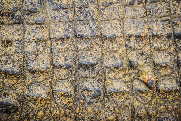 Alive crocodile skin pattern from the living body for background. Crocodile farming for breeding and raising of crocodiles in order to produce crocodile and alligator meat, leather, and other goods.