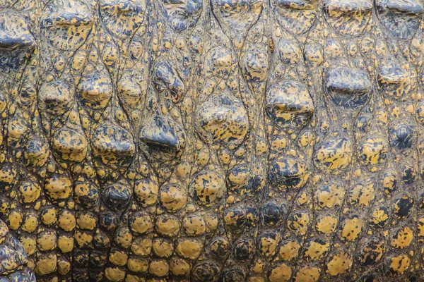 Padrão Pele Crocodilo Vivo Corpo Vivo Para Fundo Exploração Crocodilos — Fotografia de Stock