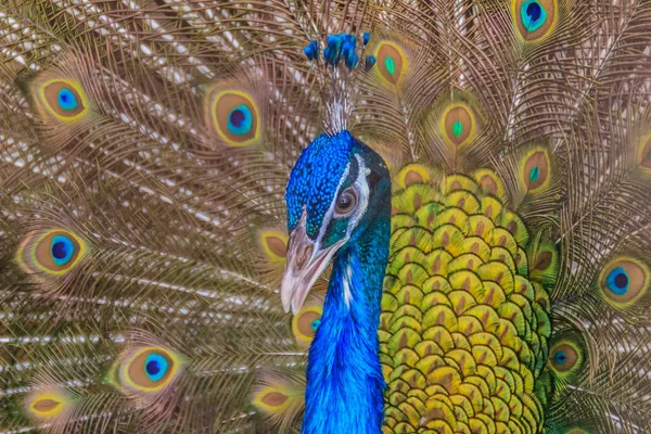 Pavo Cristatus Pavo Cristatus Est Une Espèce Chouette Des Bois — Photo