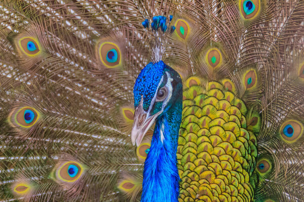 Male Indian peafowl or blue peafowl (Pavo cristatus), a large and brightly colored bird, is a species of peafowl native to South Asia. Peacock showing beautiful plumage and spreading tail-feathers.