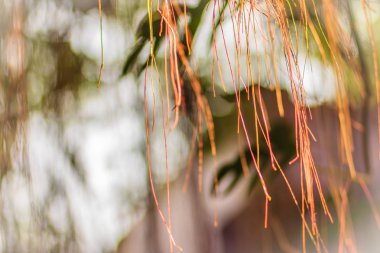 Hint inciri ağacı yeşil yaprakları arka plan üzerinde bulanık hava kökleri. Güneş ışığı, yeşil yaprakları ve metin için kopya yer banyan ağacı kökünün kahverengi sarı hava.