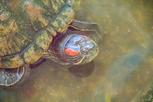 Cute red-eared slider (Trachemys scripta elegans), also known as the red-eared terrapin, is a semiaquatic turtle belonging to the family Emydidae.