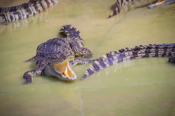 Голодные Крокодилы Открывают Рот Ждут Еды Ферме Крокодиловое Земледелие Разведения — стоковое фото