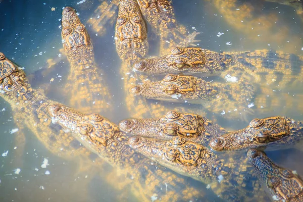 Csoport Fiatal Krokodilok Vannak Fürdenek Konkrét Krokodil Gazdálkodás Tenyésztési Emelése — Stock Fotó