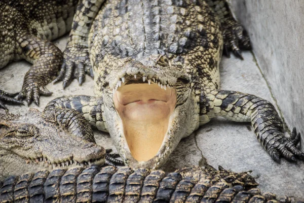 Голодные Крокодилы Открывают Рот Ждут Еды Ферме Крокодиловое Земледелие Разведения — стоковое фото