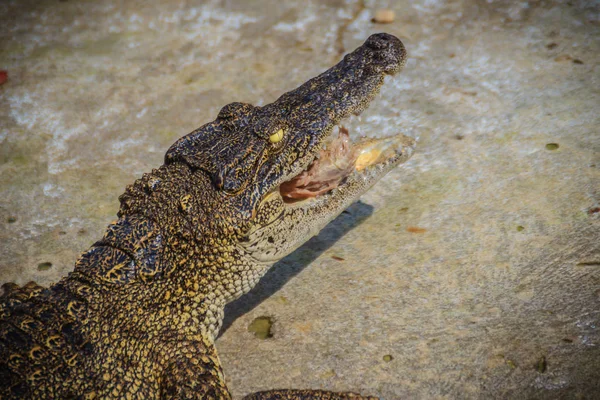 Scary Crocodile Eating Fresh Meat Farm Crocodile Farming Breeding Raising — Stock Photo, Image