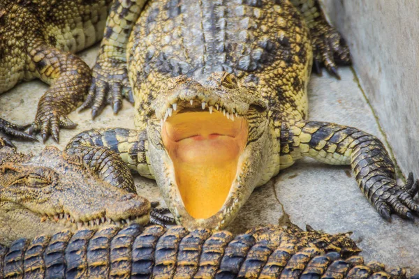 Głodny Krokodyl Jest Otwarte Usta Czeka Jedzenie Hodowli Hodowli Dla — Zdjęcie stockowe