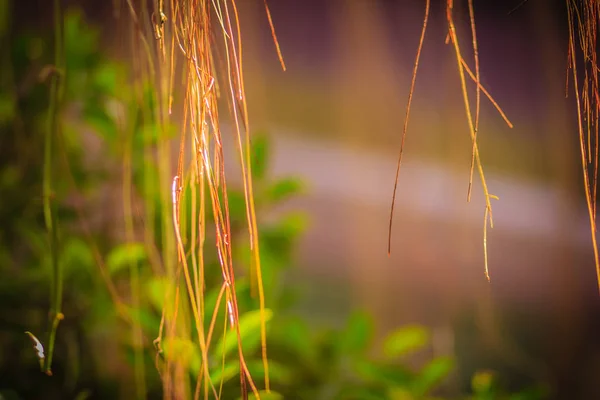 Radici Aria Sfocate Albero Banyan Sullo Sfondo Foglie Verde Radice — Foto Stock