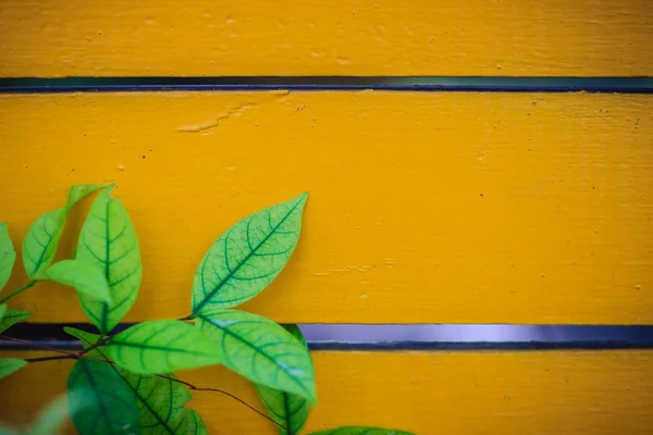Yellow wall copy space with green water jasmine leaves background. Green leafs on wooden yellow wall with copy space for text.