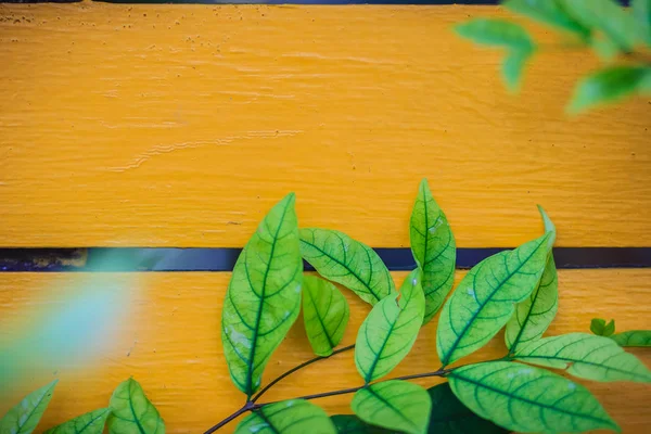 Yellow wall copy space with green water jasmine leaves background. Green leafs on wooden yellow wall with copy space for text.