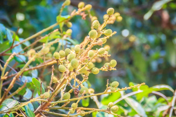 Νέοι Μάτσο Longan Δέντρο Πράσινο Μικρό Longan Φρούτα Για Υποκατάστημα — Φωτογραφία Αρχείου