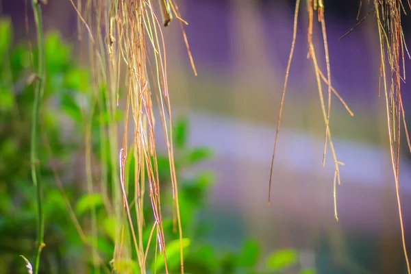 Radici Aria Sfocate Albero Banyan Sullo Sfondo Foglie Verde Radice — Foto Stock