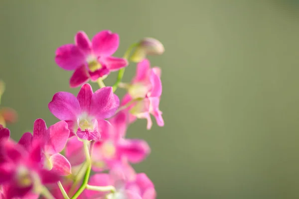 Hermosas Flores Orquídea Dendrobio Púrpura Fondo Oscuro Enfoque Selectivo —  Fotos de Stock