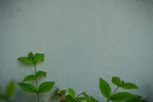 Gray wall copy space with green water jasmine leaves background. Green leafs on white wall with copy space for text.