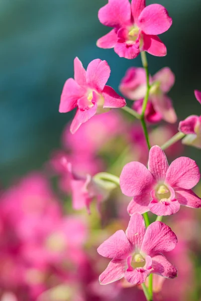 Schöne Lila Dendrobium Orchideenblüten Auf Dem Dunklen Hintergrund Selektiver Fokus — Stockfoto