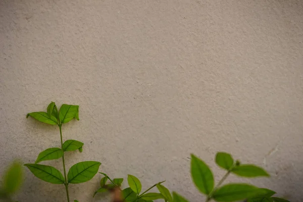 灰色墙复制空间与绿色水茉莉花叶子背景 白色墙壁上的绿叶 带有文本的复制空间 — 图库照片