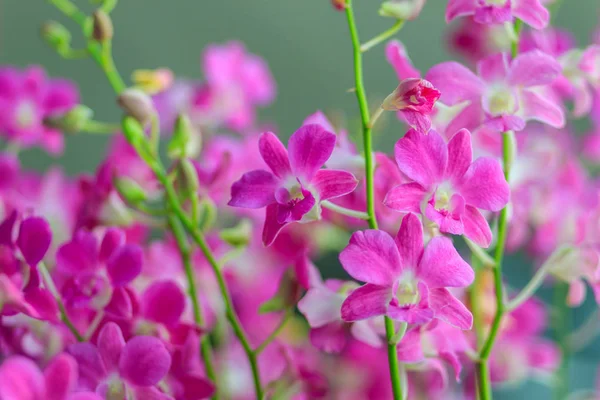 Schöne Lila Dendrobium Orchideenblüten Auf Dem Dunklen Hintergrund Selektiver Fokus — Stockfoto