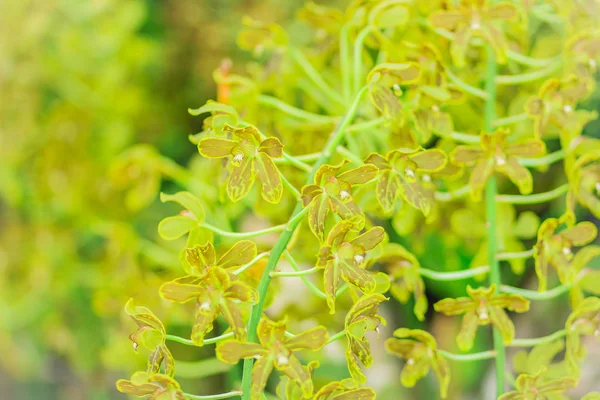 Green and dark brown orchid flower background of Grammatophyllum scriptum, a species of orchid. The flowers are generally up to 4.5 cm wide, green with dark brown markings.