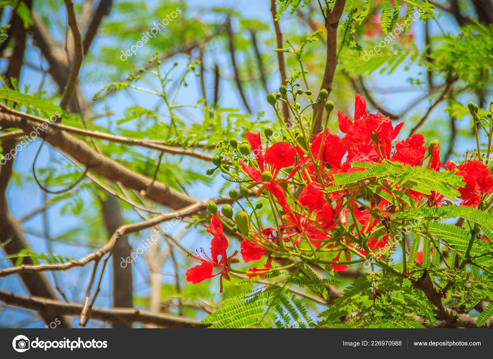 Beau Rouge Royal Poinciana Fleur Flamboyant Delonix Regia