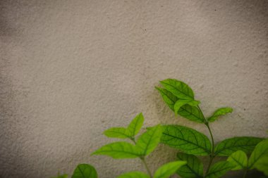 Duvar kopya alanı ile yeşil su yasemin yaprakları arka plan gri. Beyaz duvar kopya alanı için metin ile yeşil yapraklar.