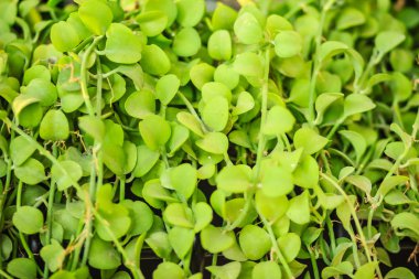 Dave (Dischidia nummularia variegata) arka plan yeşil sarmaşık yaprakları, fantastik bir yeşil sarmaşık bitki bahçe ve iç dekorasyon için o asılı. Seçici odak