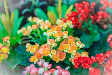 Renkli hibrid Rieger begonias (Begonia x hiemalis) kış çiçeklenme begonias adı verilir. Balmumu yeşil yeşillik ve bolca sonbahar kadar ilkbahardan çiçek parlak renkli çiçekleri.