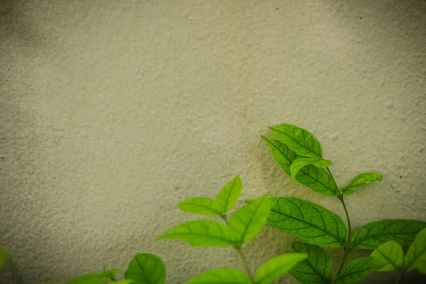 Gray wall copy space with green water jasmine leaves background. Green leafs on white wall with copy space for text.