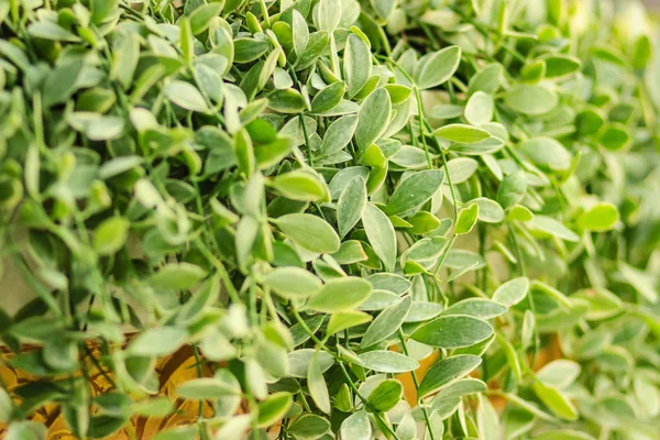 緑のツタの葉デイブ Dischidia ヌンムラリア の背景 幻想的な緑のツタ植物 掛かる庭と室内装飾用 選択と集中 — ストック写真
