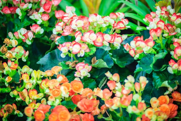 五颜六色的杂交种 Rieger 秋海棠 被称为冬季开花的秋海棠 从春天到秋天 有很多颜色的花 有淡黄色的叶子 — 图库照片