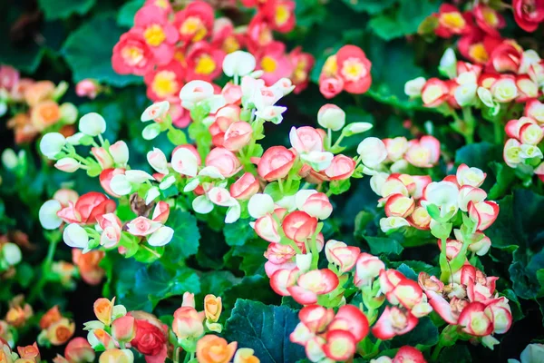 Colorful Hybrid Rieger Begonias Begonia Hiemalis Called Winter Flowering Begonias — Stock Photo, Image