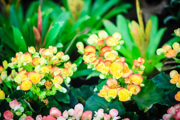 Yellow Hybrid Rieger Begonias Begonia Hiemalis Called Winter Flowering Begonias — Stock Photo, Image