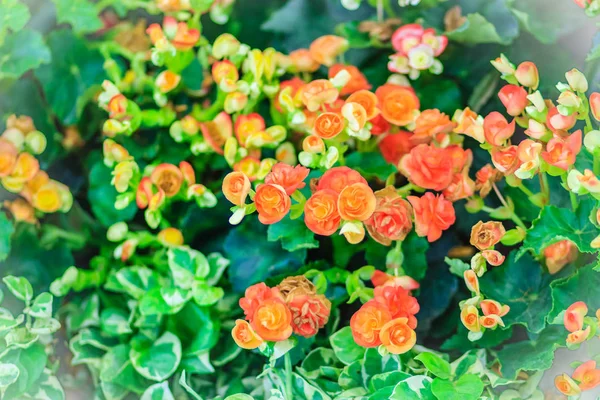 Färgglada Hybrid Rieger Begonias Begonia Hiemalis Kallas Vinter Blommande Begonias — Stockfoto