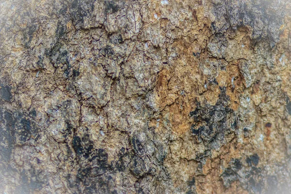 Флексическая Серовато Коричневая Текстура Коры Бирманского Падука Pterocarpus Macrocarpus Фоне — стоковое фото