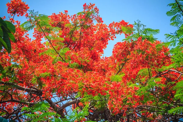 Piękny Czerwony Royal Poinciana Lub Ekstrawagancki Kwiat Delonix Regia Jest — Zdjęcie stockowe