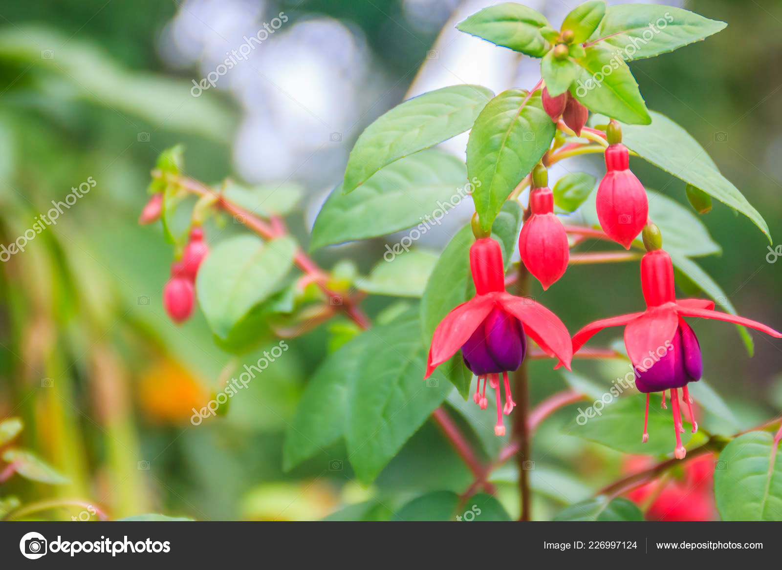 FUCHSIA 'ANGEL EARRINGS SNOW FIRE', Stock Photo, Picture And Rights Managed  Image. Pic. GWG-BPE6346 | agefotostock