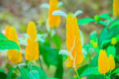 Güzel sarı lolipop (Pachystachys lutea) çiçek yeşil yaprakları arka plan ile. Ortak tarafından bilinen Pachystachys lutea bitki lolipop bitki ve altın karides adlandırır. Seçici odak