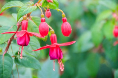 Pembe fuşya magellanica çiçek yeşil ağaç arka plan üzerinde. Sinek kuşu Fuşya, hardy Fuşya, olarak da bilinen o kadının eardrops, geçişli, melek küpe siyah Prens, goldsworth güzellik çiçek.