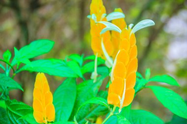 Güzel sarı lolipop (Pachystachys lutea) çiçek yeşil yaprakları arka plan ile. Ortak tarafından bilinen Pachystachys lutea bitki lolipop bitki ve altın karides adlandırır. Seçici odak