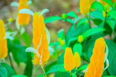 Güzel sarı lolipop (Pachystachys lutea) çiçek yeşil yaprakları arka plan ile. Ortak tarafından bilinen Pachystachys lutea bitki lolipop bitki ve altın karides adlandırır. Seçici odak