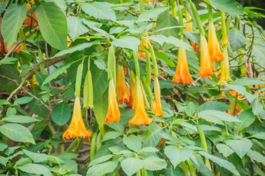 Ağaç üzerinde sarı melek 's Trompet çiçekler (Brugmansia suaveolens). Melek trompet veya angel'ın gözyaşları, olarak da bilinen Brugmansia suaveolens Güney Amerika familyasına ait bir çiçekli bitkiler, çalılar gibi büyümek