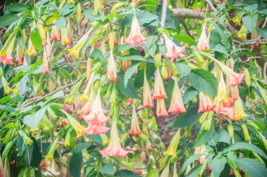 Angel's Trompet çiçekler (Brugmansia suaveolens) ağaç üzerinde pembe. Melek trompet veya angel'ın gözyaşları, olarak da bilinen Brugmansia suaveolens Güney Amerika familyasına ait bir çiçekli bitkiler, çalılar gibi büyümek.