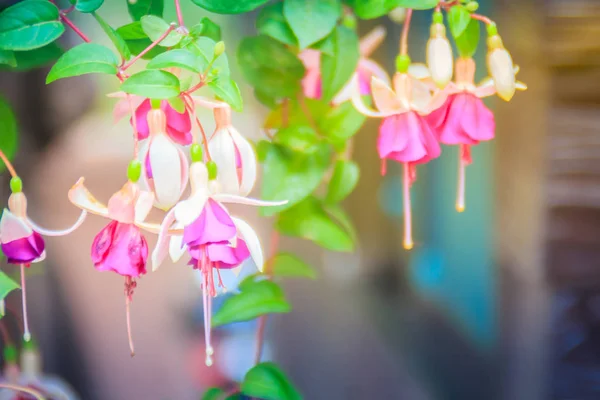 Розовый Fuchsia Magellanica Цветки Зеленом Фоне Деревьев Известен Колибри Фуксия — стоковое фото