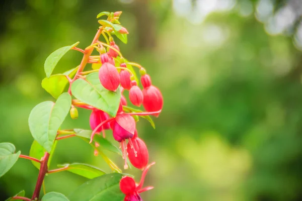 Pink Fuchsia Magellanica Flowers Green Tree Background Also Known Hummingbird — Stock Photo, Image