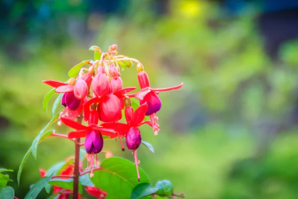 Розовый Fuchsia Magellanica Цветки Зеленом Фоне Деревьев Известен Колибри Фуксия — стоковое фото