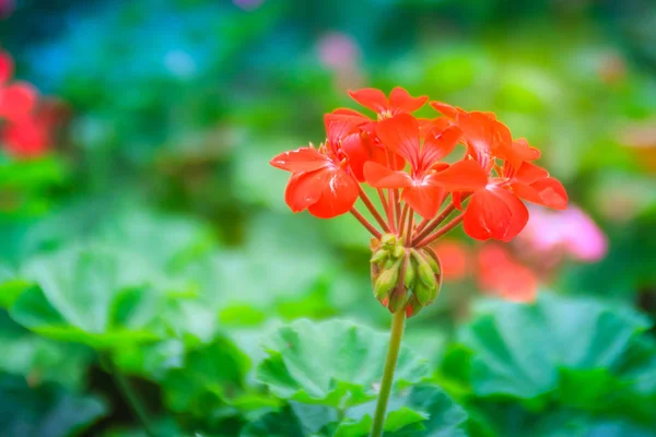 Flor Geranio Zonal Rojo Pelargonium Zonale Con Fondo Hojas Verdes —  Fotos de Stock