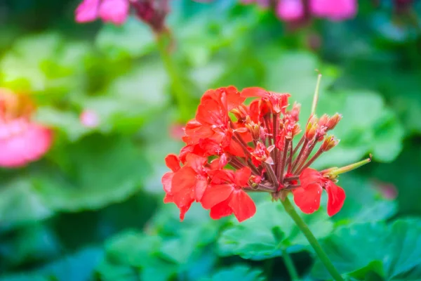 赤い帯状のゼラニウム テンジクアオイ Zonale 花緑の葉の背景を持つ 馬の靴ゼラニウムや Wildemalva ゼラニウムは南アフリカ原産の野生種として知られているゼラニウム Zonale — ストック写真