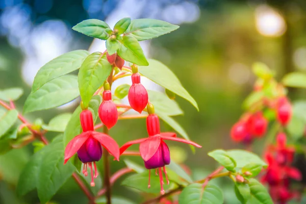 Pink Fuchsia Magellanica Blomster Grøn Træbaggrund Det Også Kendt Som - Stock-foto